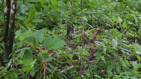 Capuchin monkey explores tall forest trees Stock Footage 345846401