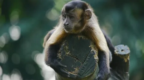 Capuchin Monkey Stock Footage 11423805