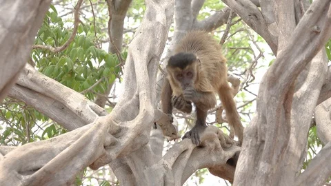 Capuchin Monkey Stock Footage 116512666
