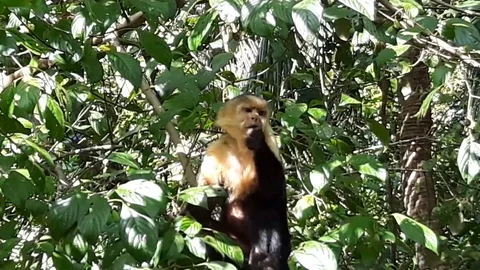 Capuchin monkey Stock Footage 126731195
