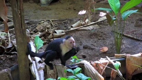 Capuchin Monkey Foraging in Tropical Rainforest, Bocas del Toro, Panama Stock Footage 336936368