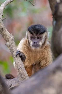 Capuchin Monkey frowning Stock Photos