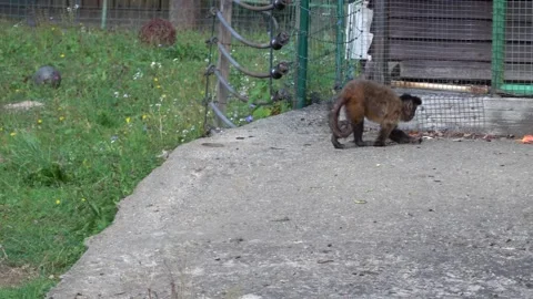 The capuchin monkey is going home to its cage. Vídeo Stock 346908141