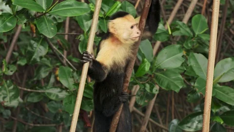 Capuchin monkey hanging on to pole branches in green wilderness, quick Stock Footage 103186530
