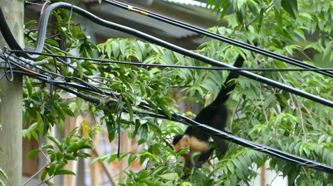 Capuchin monkey hanging in a tree eating fruit from the leafs Stock Footage 58788917