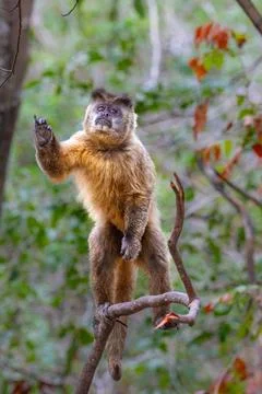 Capuchin Monkey on hind legs Stock Photos