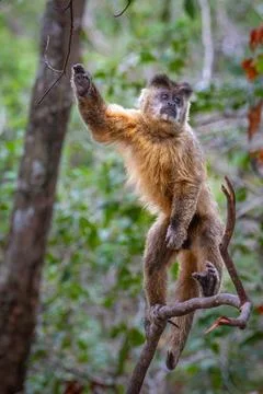 Capuchin Monkey on hind legs Stock Photos