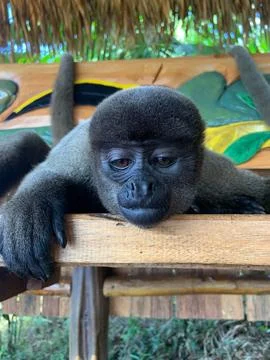 Capuchin monkey in hotel in the Amazon rainforest Stock Photos