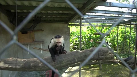 Capuchin monkey jumping and playing in h... | Stock Video | Pond5