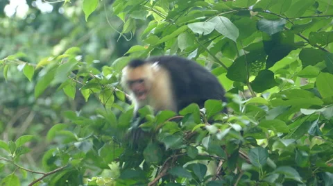 Capuchin monkey jumping angry around in the forest Stock Footage