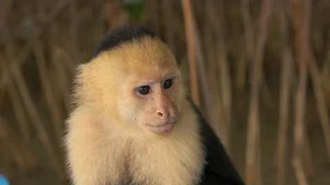 Capuchin monkey looking around for food with interest. Briefly looks at Stock Footage 102719005