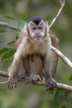 Capuchin Monkey looking at camera Stock Photos