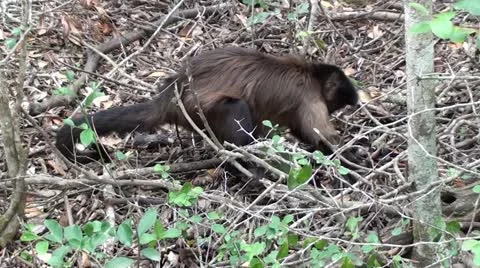 Capuchin monkey  looking for food. Stock Footage 12099335