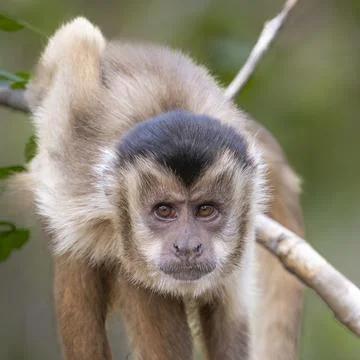 Capuchin Monkey looking hard Stock Photos