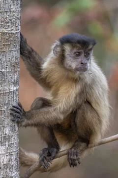 Capuchin Monkey looking over its shoulder Stock Photos