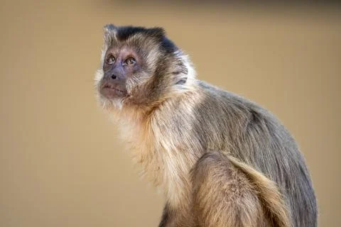 Capuchin Monkey Looking up Stock Photos