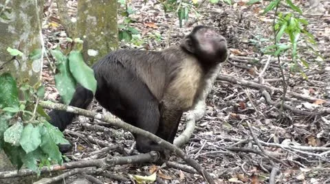Capuchin monkey looks around and starts walking Stock Footage 12099069