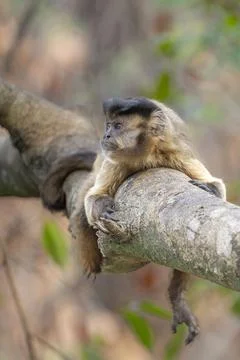 Capuchin Monkey Lying on a branch Stock Photos