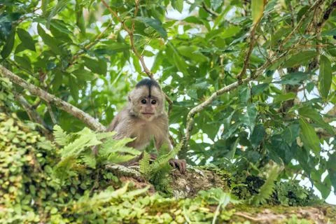 Capuchin monkey in Misahualli, Amazon Napo province, Ecuador Stock Photos