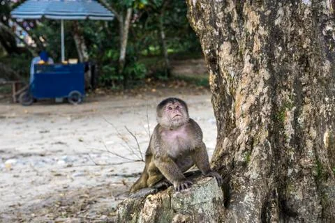 Capuchin monkey in Misahualli, Amazon Napo province, Ecuador Stock Photos
