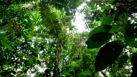Capuchin monkey moving branches in the tropical forest canopy Stock Footage 336924673