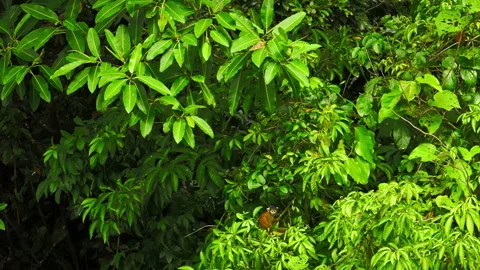 Capuchin monkey moving through lush green vegetation in the Amazon rainforest Video stock 297342513