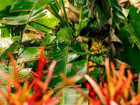 Capuchin monkey munches bananas amid dense tropical plants Foto stock
