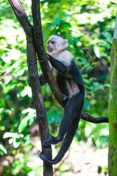 Capuchin monkey outdoor. capuchin monkey outside. capuchin monkey in nature. Foto stock