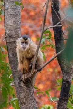 Capuchin Monkey - Pantanal Stock Photos