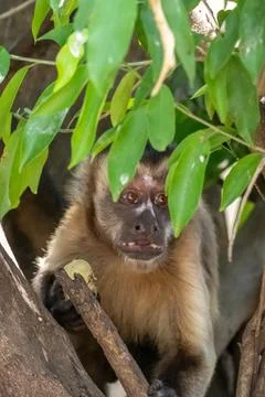 Capuchin Monkey Peek a boo Stock Photos