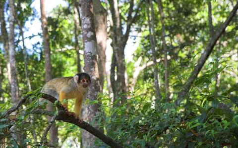 Capuchin monkey Stock Photos