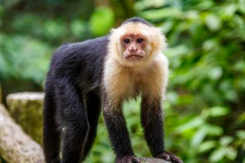 Capuchin monkey Stock Photos