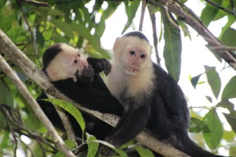 Capuchin monkey Stock Photos