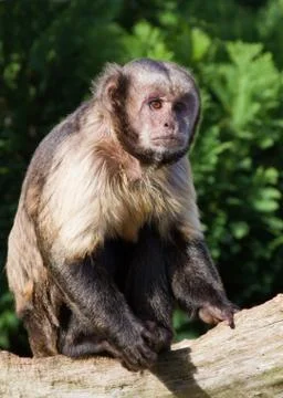 Capuchin Monkey Stock Photos