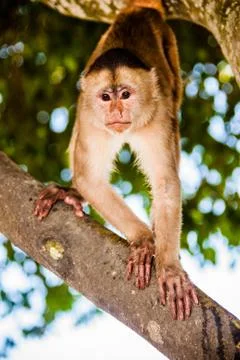 Capuchin monkey Stock Photos