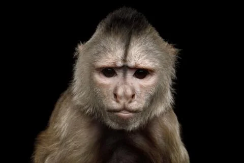 Capuchin Monkey Stock Photos