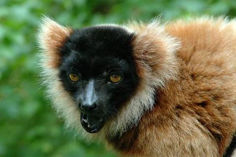 Capuchin Monkey Stock Photos