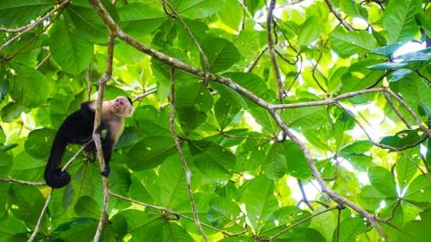 Capuchin Monkey Stock Photos
