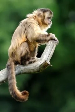 Capuchin monkey 写真素材