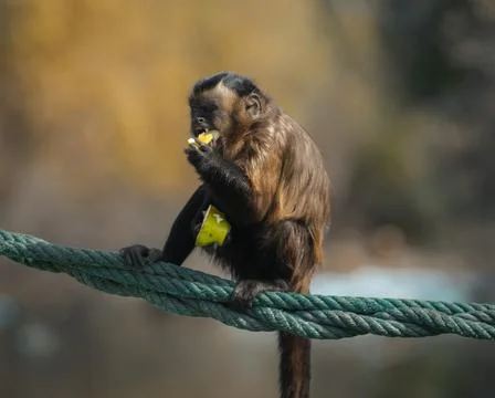 Capuchin Monkey Foto stock