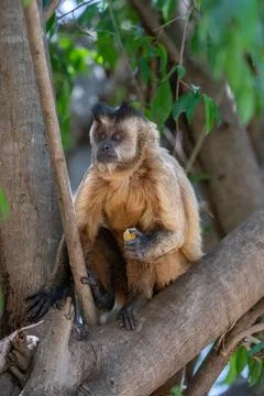Capuchin Monkey Stock Photos
