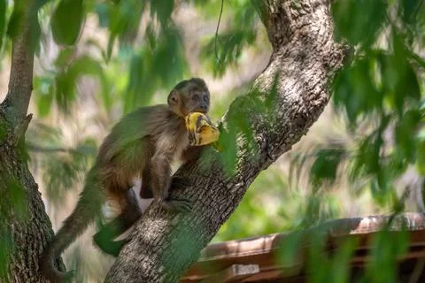 Capuchin Monkey Stock Photos