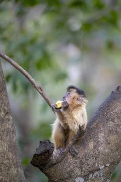 Capuchin Monkey Stock Photos