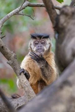 Capuchin Monkey Stock Photos