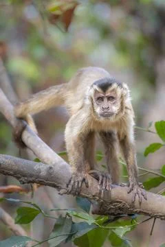 Capuchin Monkey Stock Photos