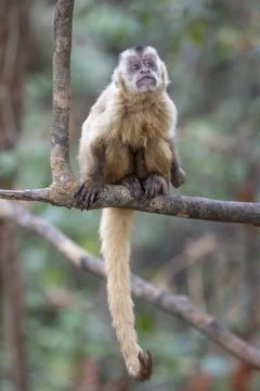 Capuchin Monkey Stock Photos