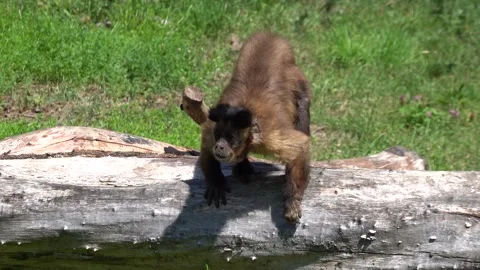 Capuchin monkey posing on a branch Stock Footage 246027564