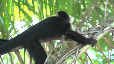 Capuchin Monkey relaxing in palmtree Stock Footage 22767990