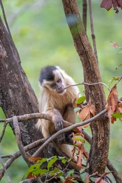Capuchin monkey relaxing in a tree Stock Photos
