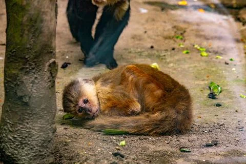 Capuchin monkey resting on a branch inside a mountain zoo enclosure Stock Photos